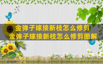 金弹子嫁接新枝怎么修剪 金弹子嫁接新枝怎么修剪图解